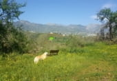 523m² locaux commerciaux pour vente à Torrox photo