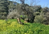 523m² locaux commerciaux pour vente à Torrox photo