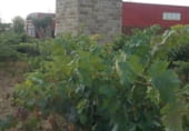 Local comercial Industrial en venta con 2443m² en Frómista foto