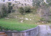 Local comercial en venta con 340m² en Llanes foto
