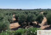 2000m² hotel for sale in Córdoba, Calle Herrería photo