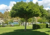 261m² locaux commerciaux avec locataires pour vente à Palma, Carrer del Bisbe Maura photo