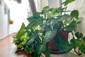 Foto 2