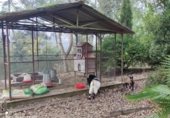Restaurante en venta con 600m² en Cenlle, razamonde, xubin, 32459 foto