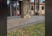 574m² restaurant pour vente à Vilallonga del Camp, Camí de Reus a Vilallonga del Camp photo