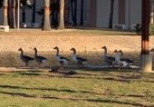 Oficinas en venta con 111m² en Tabernes de Valldigna, paseo del lago foto