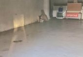 Local comercial
en lloguer
amb 95m² a Betanzos foto