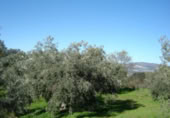 Nave en venta en Archidona foto