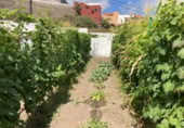 283m² hotel for sale in Garachico, photo