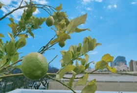 Foto 9