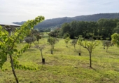 567m² restaurant for sale in Silleda, photo