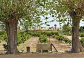 Nave Industrial en venta con 185m² en Benijófar foto
