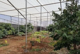 Foto 7