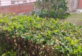 Foto 11