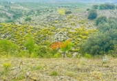 Nau
en venda
amb 500m² a Vélez-Rubio foto
