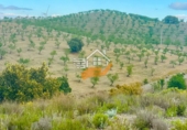 Nau
en venda
amb 500m² a Vélez-Rubio foto
