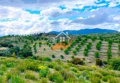 Nau
en venda
amb 500m² a Vélez-Rubio foto